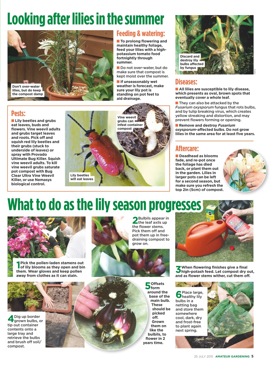 Amateur Gardening Preview Pages
