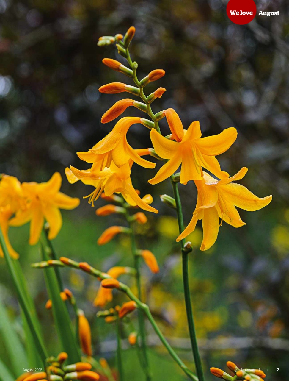 BBC Gardeners’ World Magazine Preview Pages