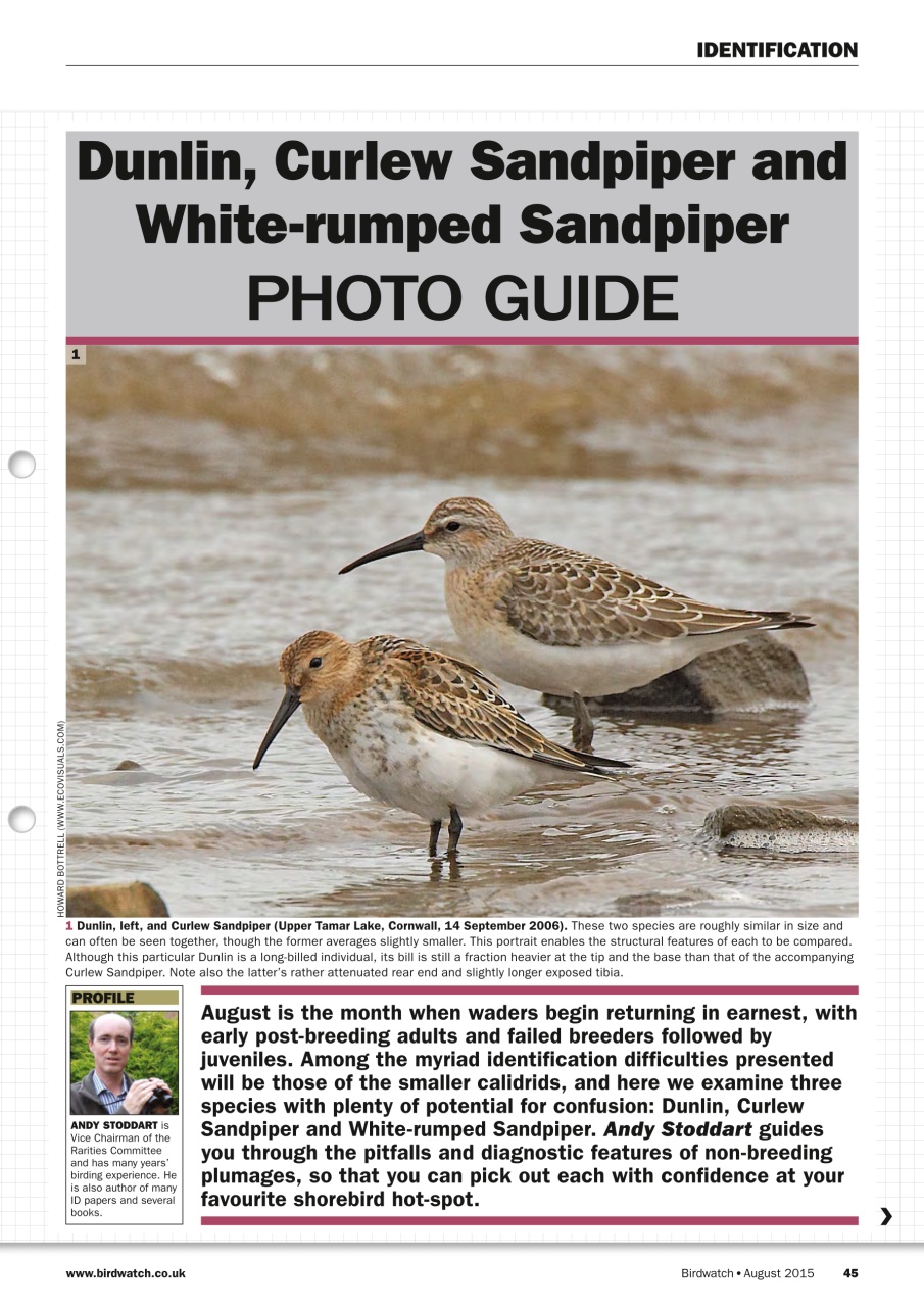Birdwatch Magazine Preview Pages