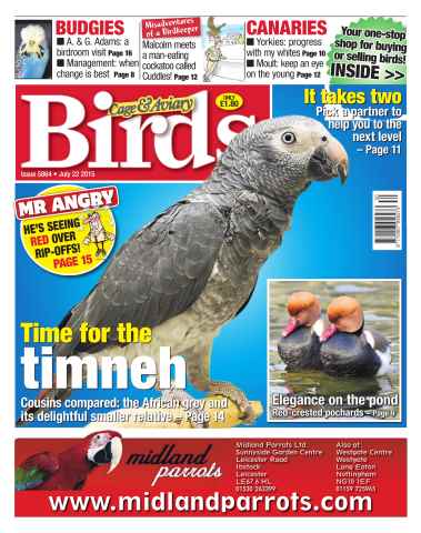 Cage & Aviary Birds issue No. 5864 Time for the timneh
