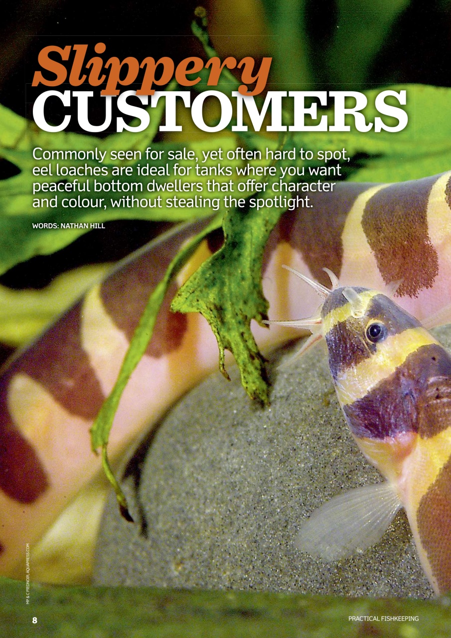 Practical Fishkeeping Preview Pages