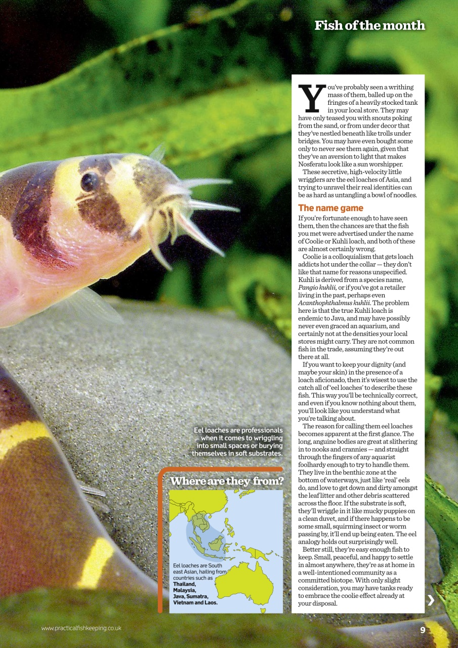 Practical Fishkeeping Preview Pages
