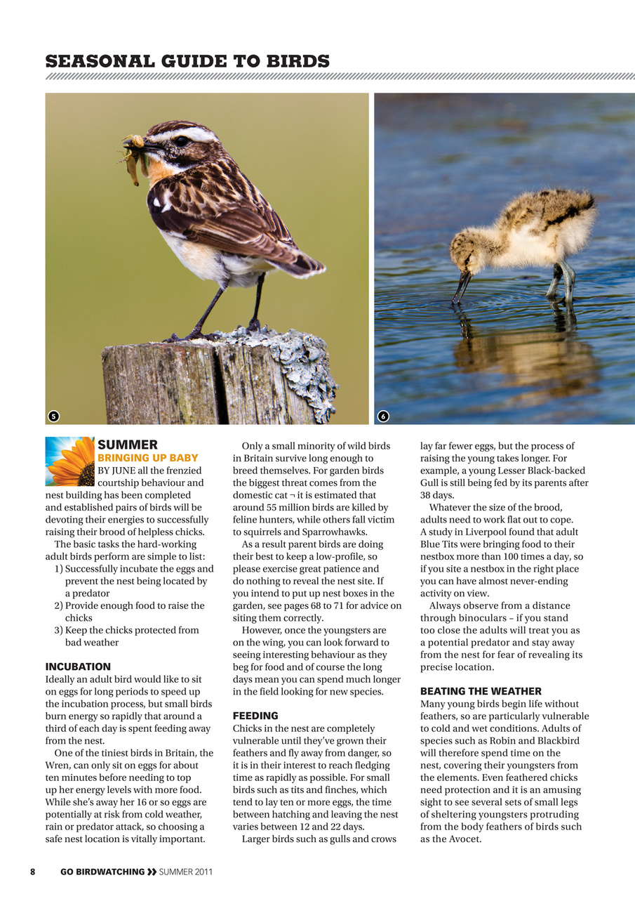 Go Birdwatching Preview Pages