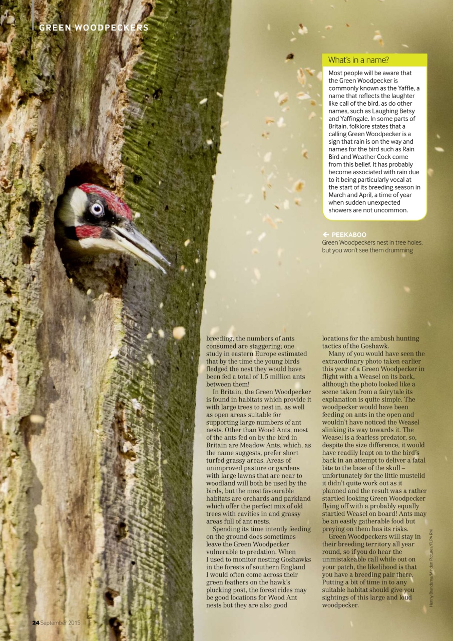 Bird Watching Preview Pages