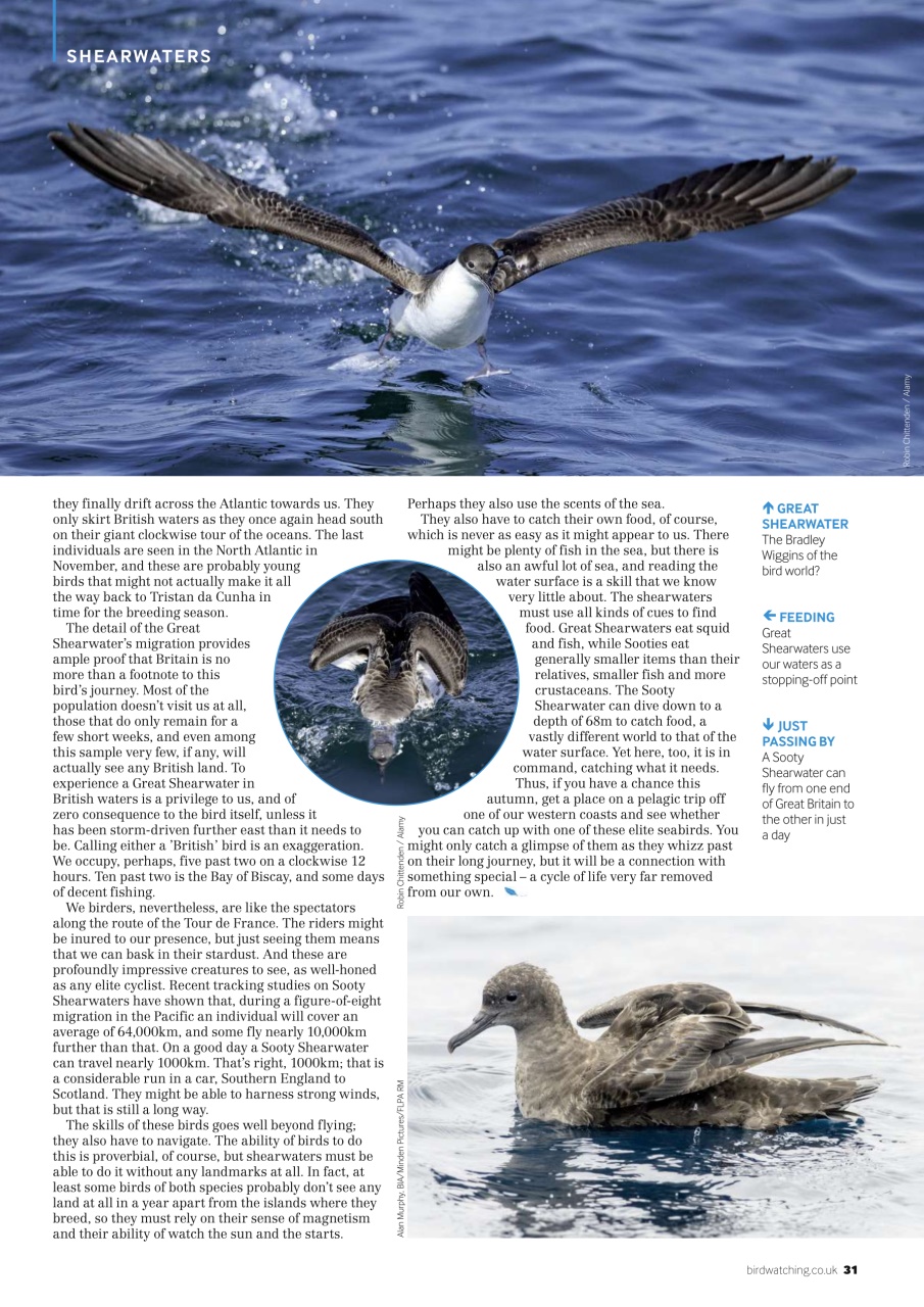 Bird Watching Preview Pages