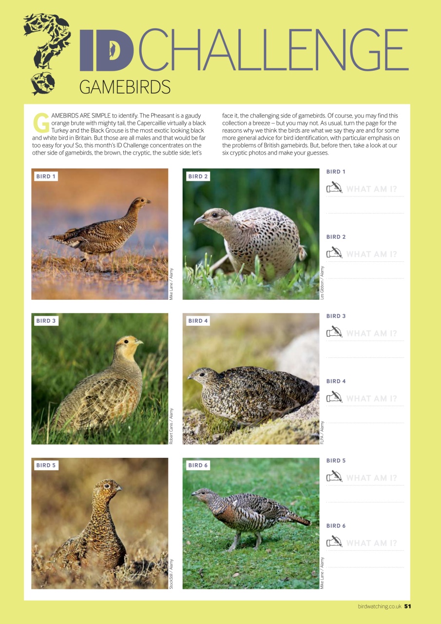 Bird Watching Preview Pages