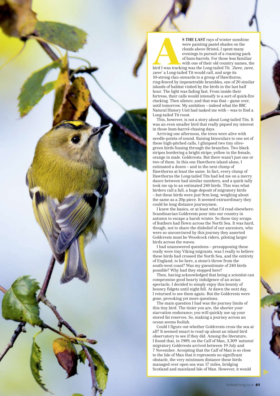 Bird Watching Preview Pages