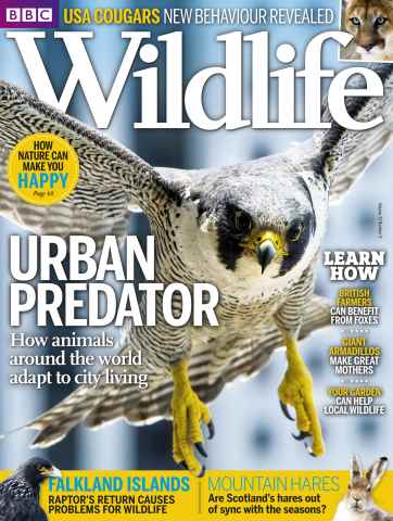 BBC Wildlife Magazine issue August 2015
