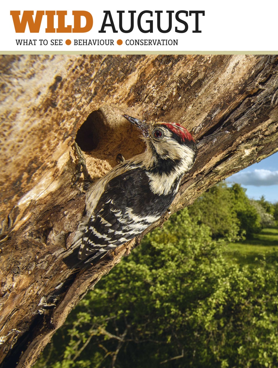 BBC Wildlife Magazine Preview Pages