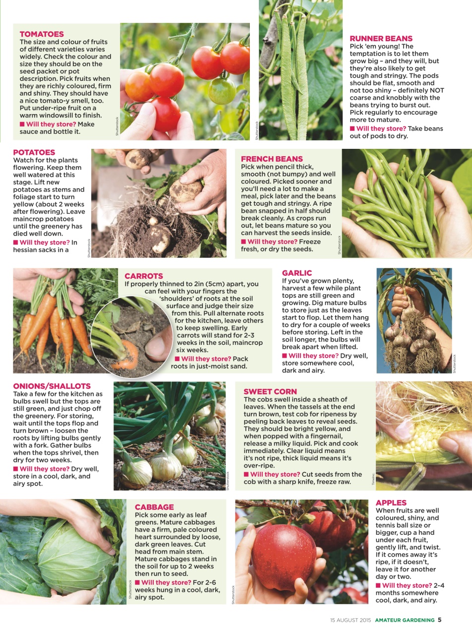 Amateur Gardening Preview Pages