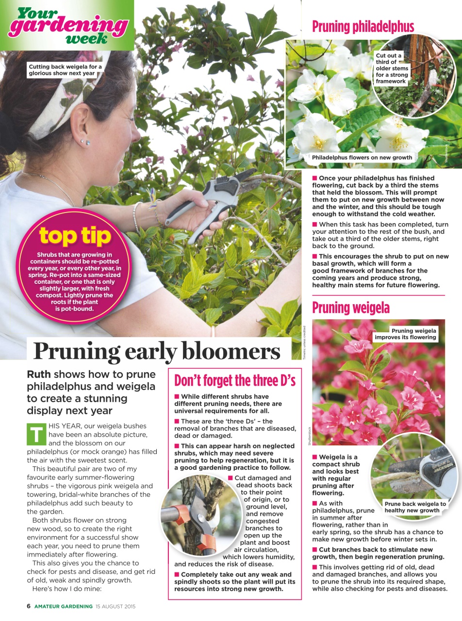 Amateur Gardening Preview Pages