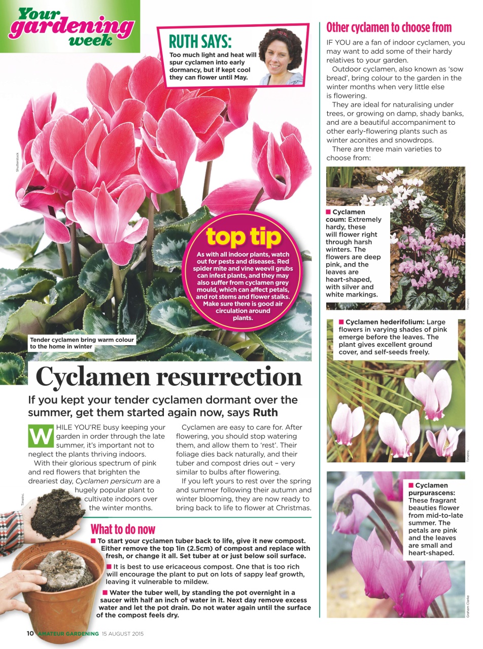 Amateur Gardening Preview Pages