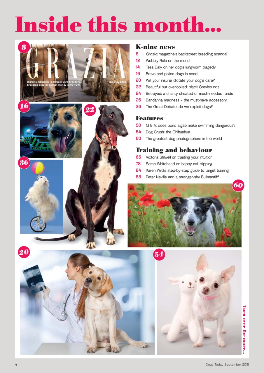 Dogs Today Magazine Preview Pages