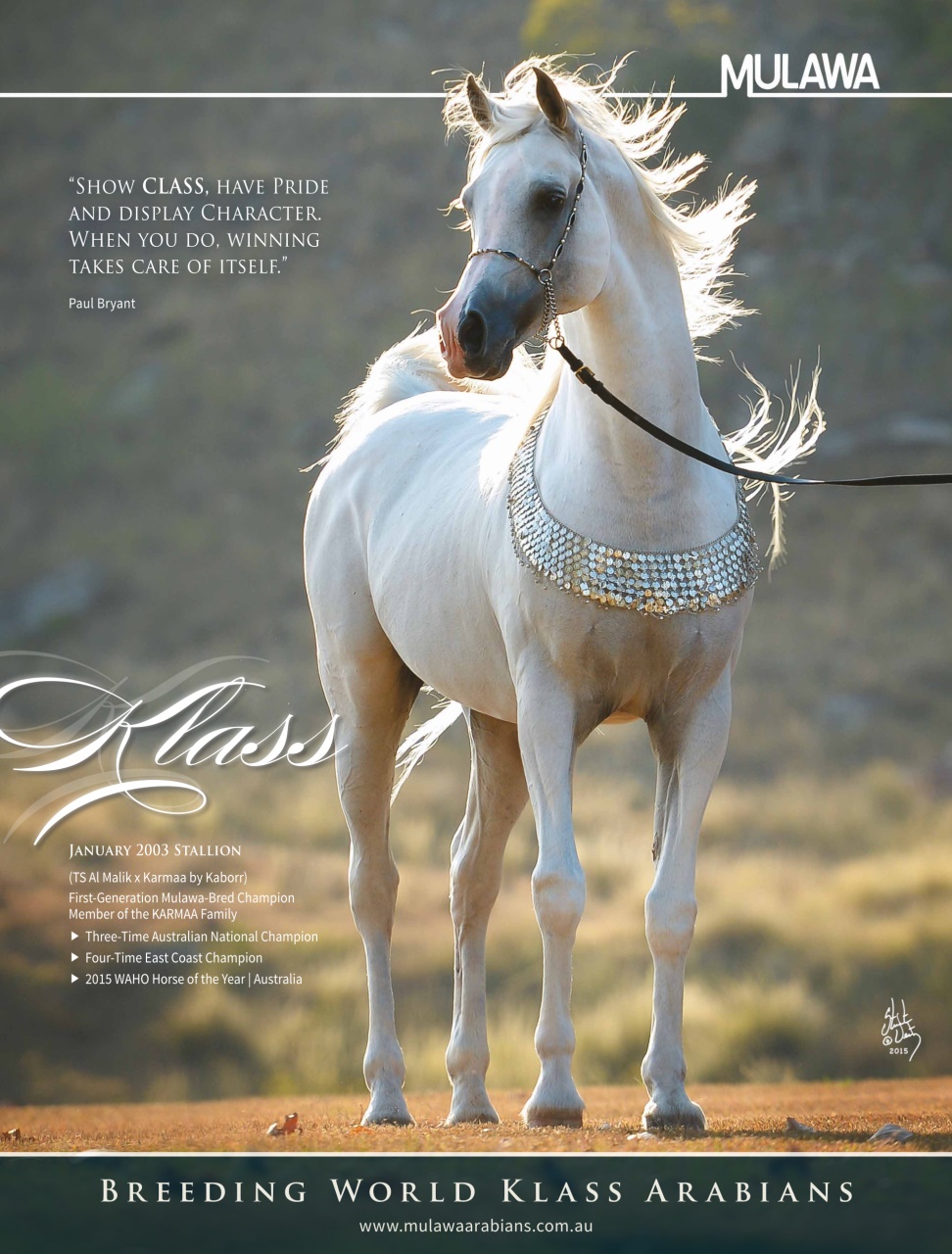 Arabian Studs & Stallions Preview Pages
