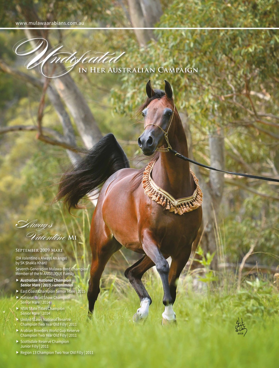 Arabian Studs & Stallions Preview Pages