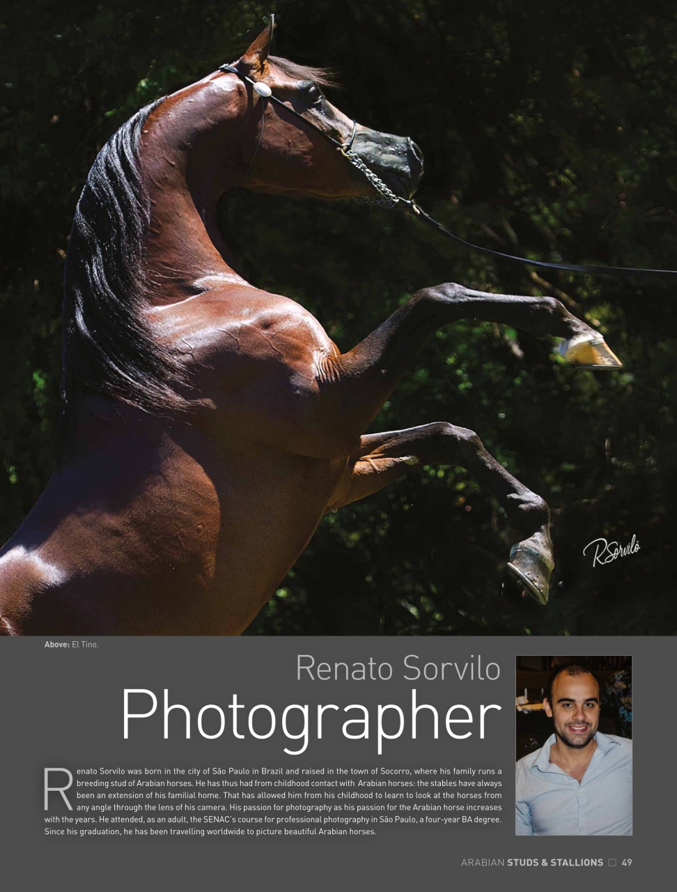 Arabian Studs & Stallions Preview Pages