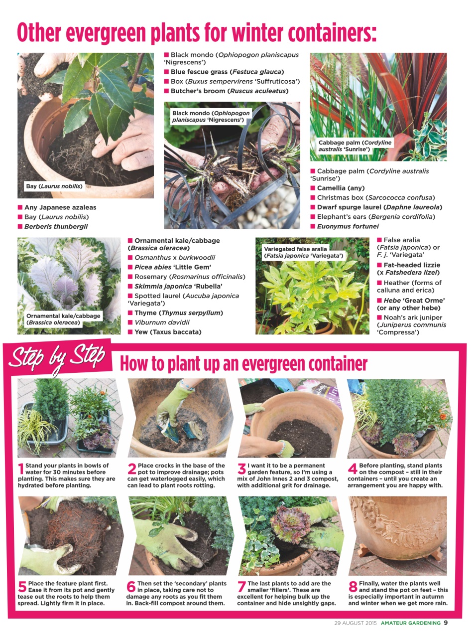Amateur Gardening Preview Pages