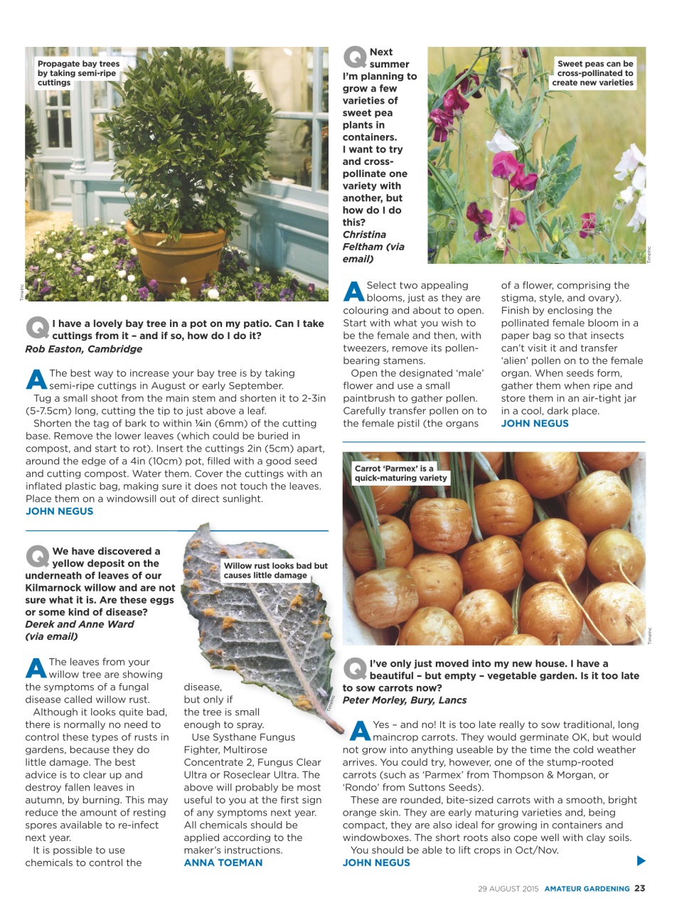 Amateur Gardening Preview Pages