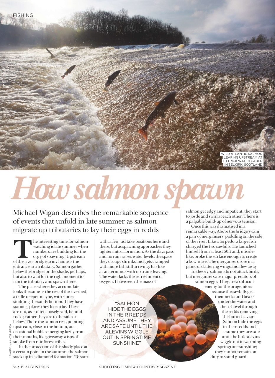 Shooting Times & Country Preview Pages