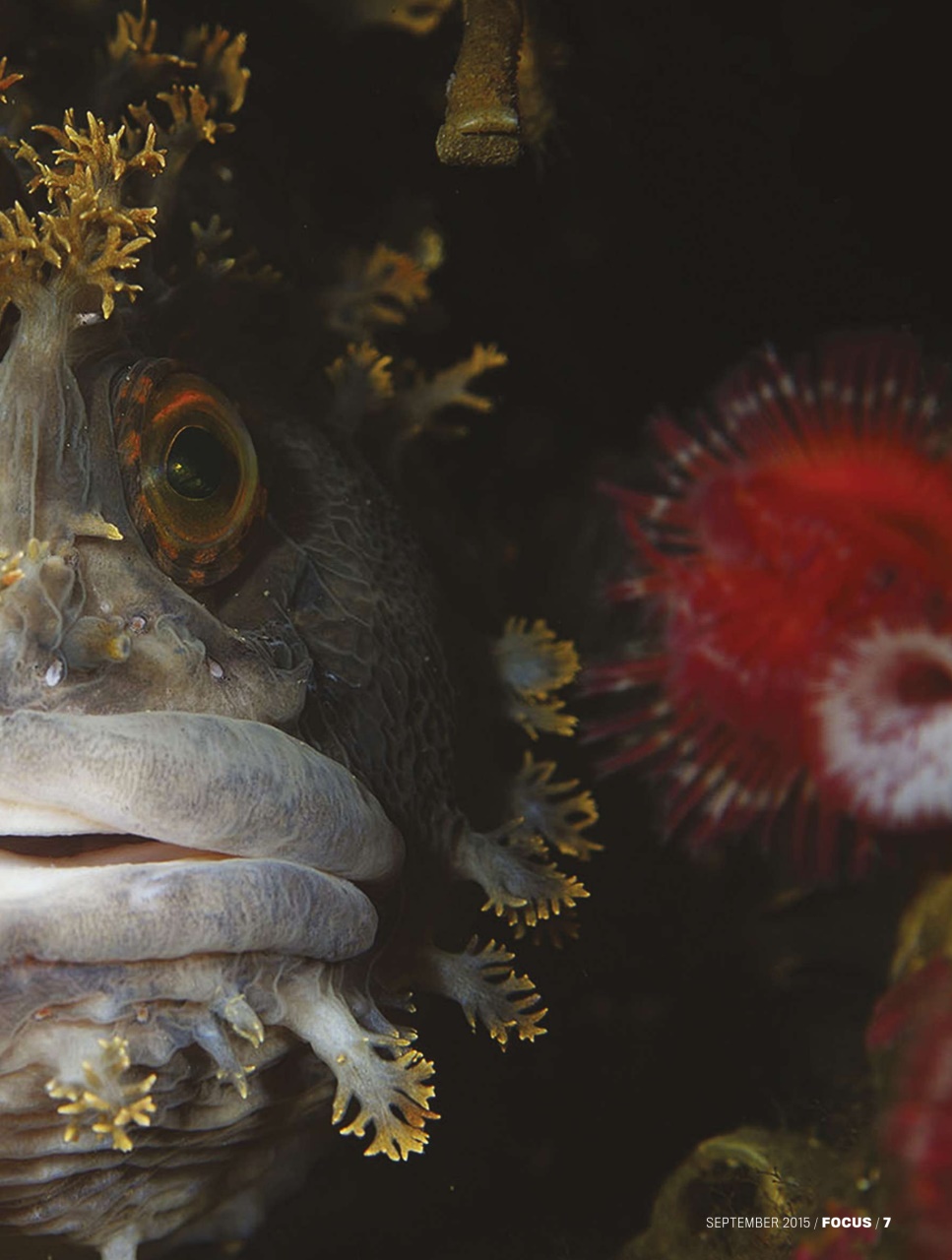 BBC Science Focus Magazine Preview Pages