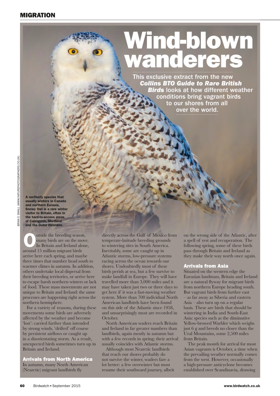 Birdwatch Magazine Preview Pages