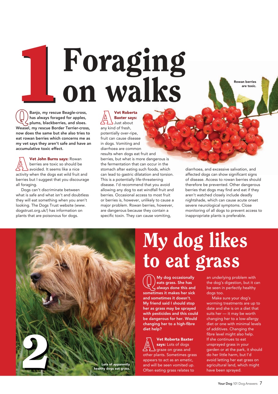 Your Dog Preview Pages
