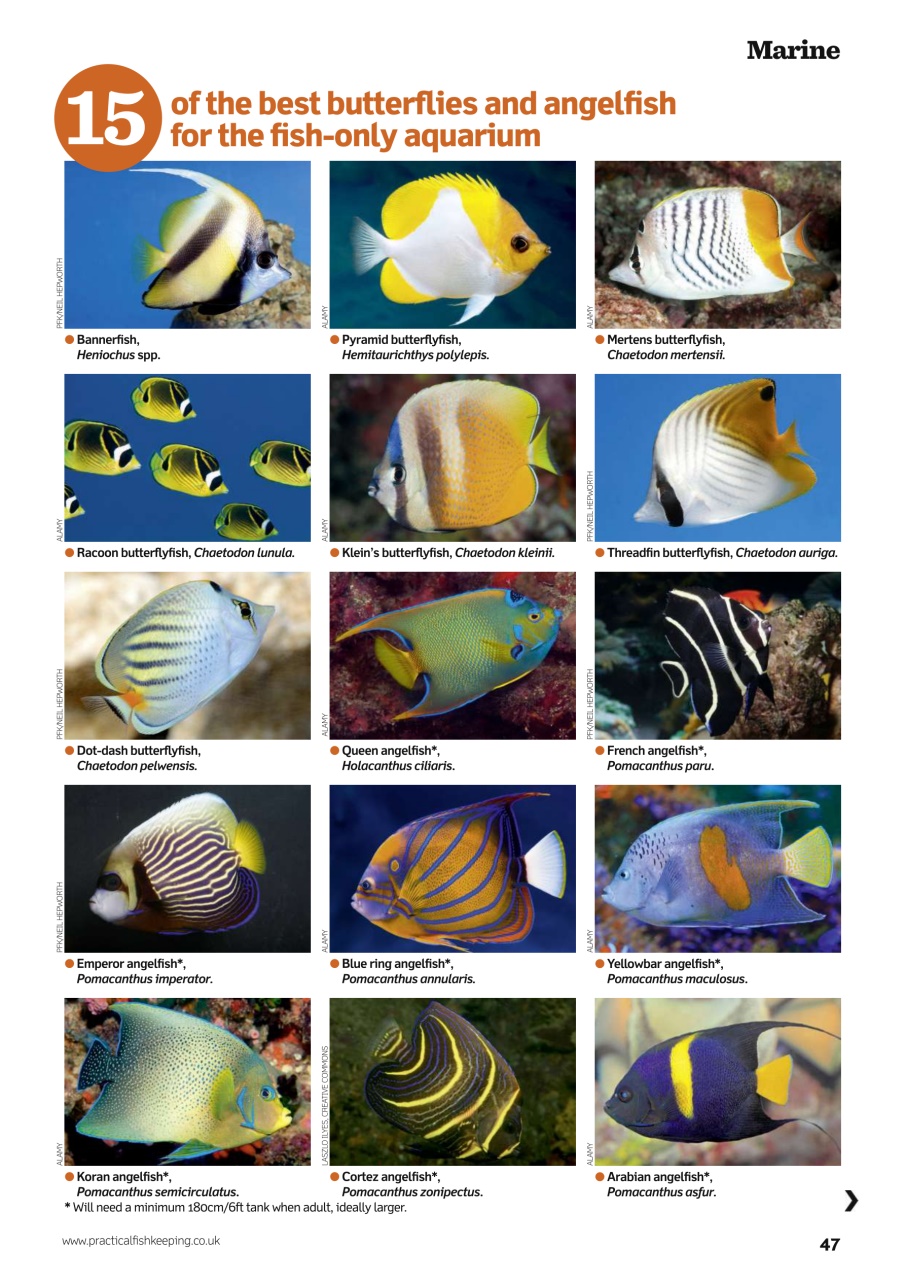 Practical Fishkeeping Preview Pages