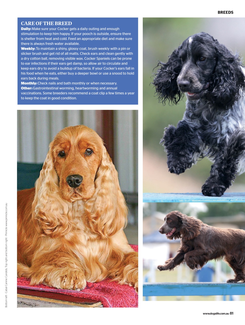 Dogs Life Preview Pages