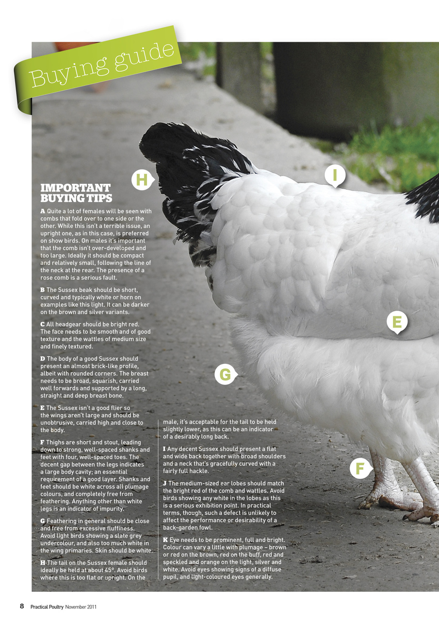 Practical Poultry Preview Pages