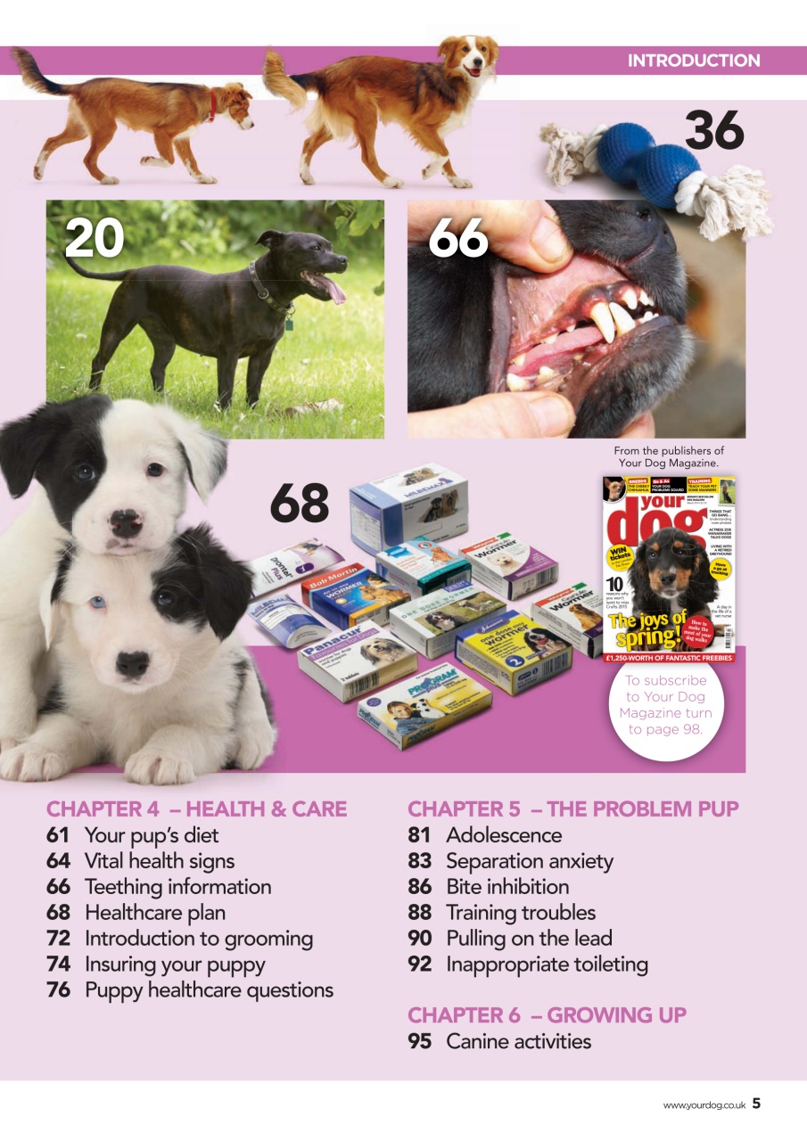 Your Dog Preview Pages