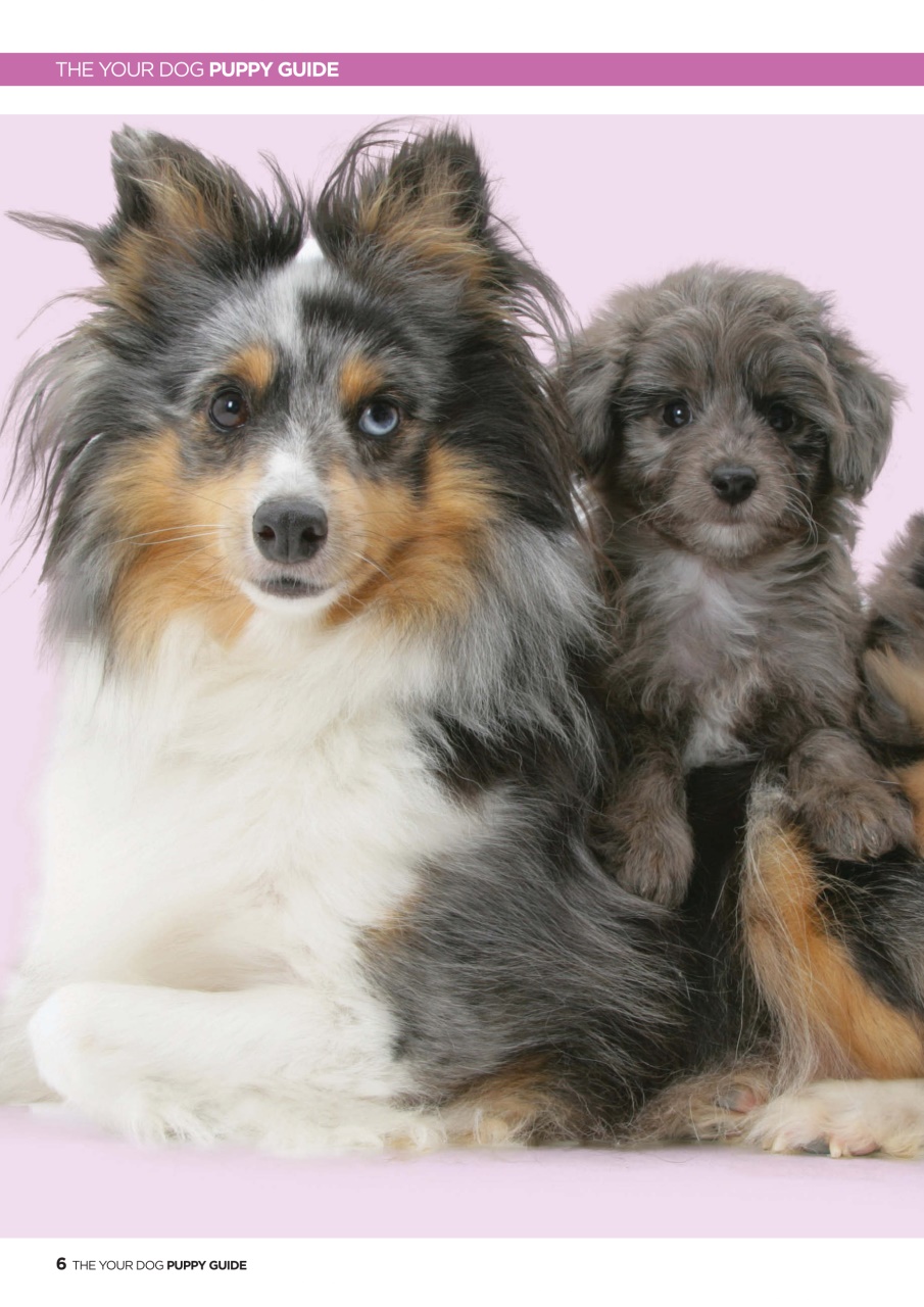Your Dog Preview Pages