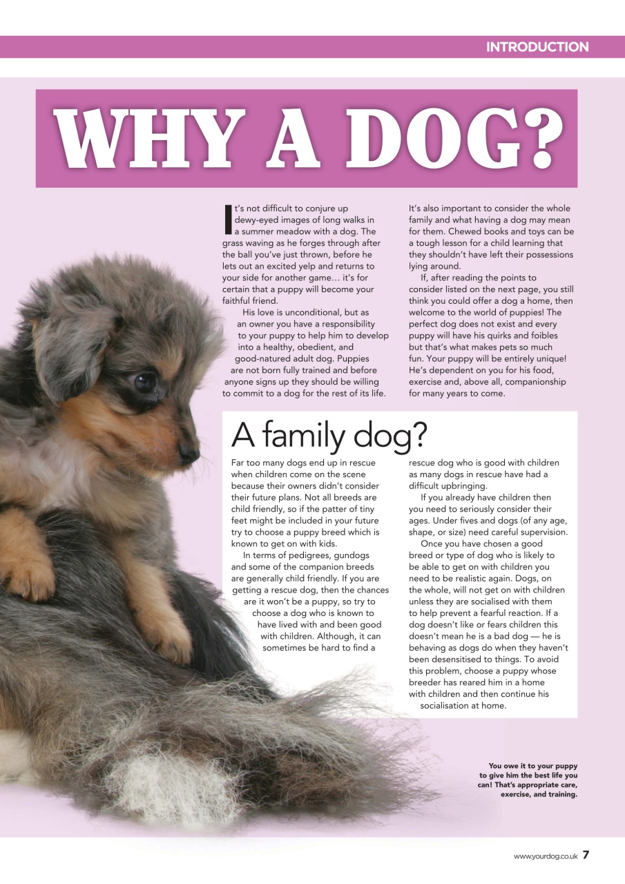 Your Dog Preview Pages