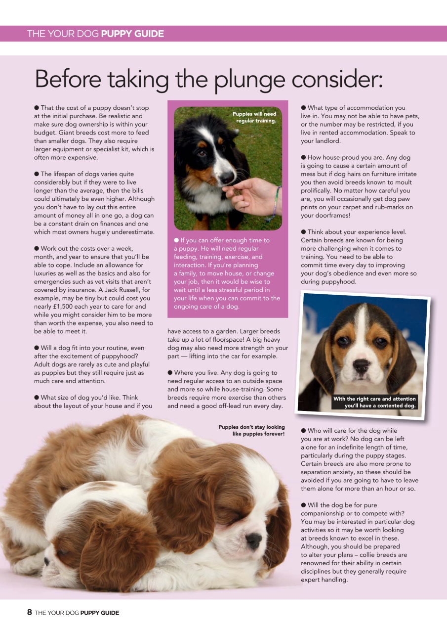 Your Dog Preview Pages