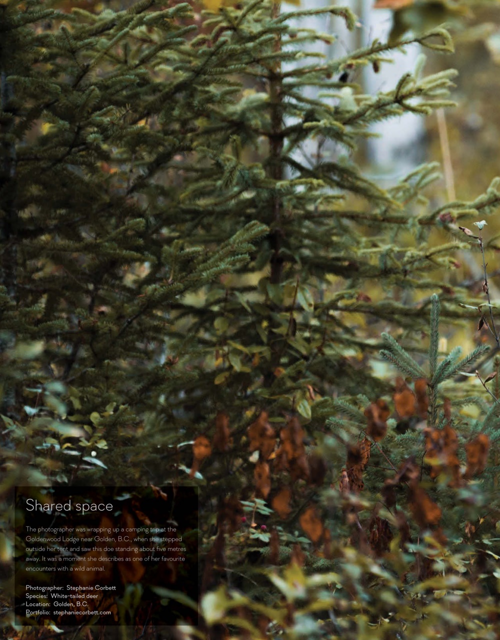 Canadian Geographic Preview Pages