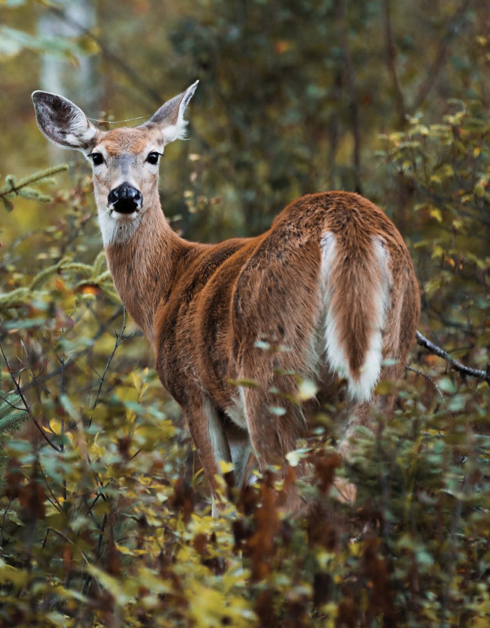 Canadian Geographic Preview Pages