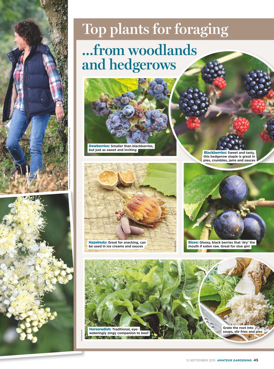 Amateur Gardening Preview Pages