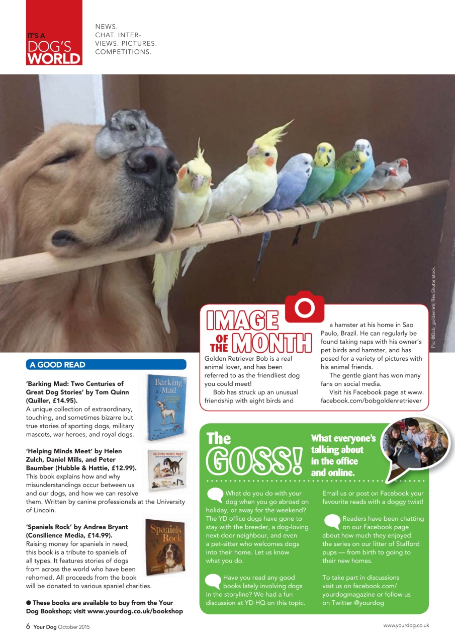 Your Dog Preview Pages