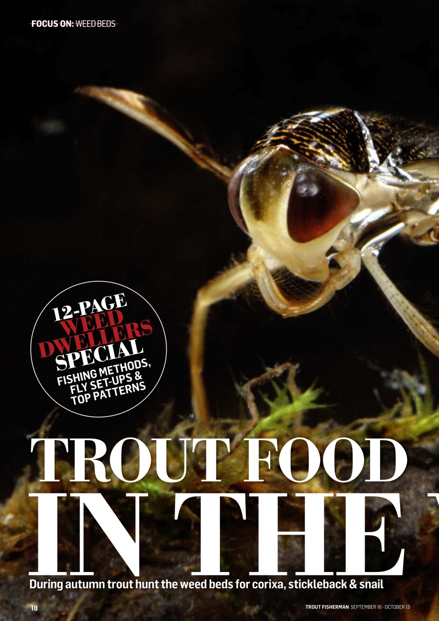 Trout Fisherman Preview Pages