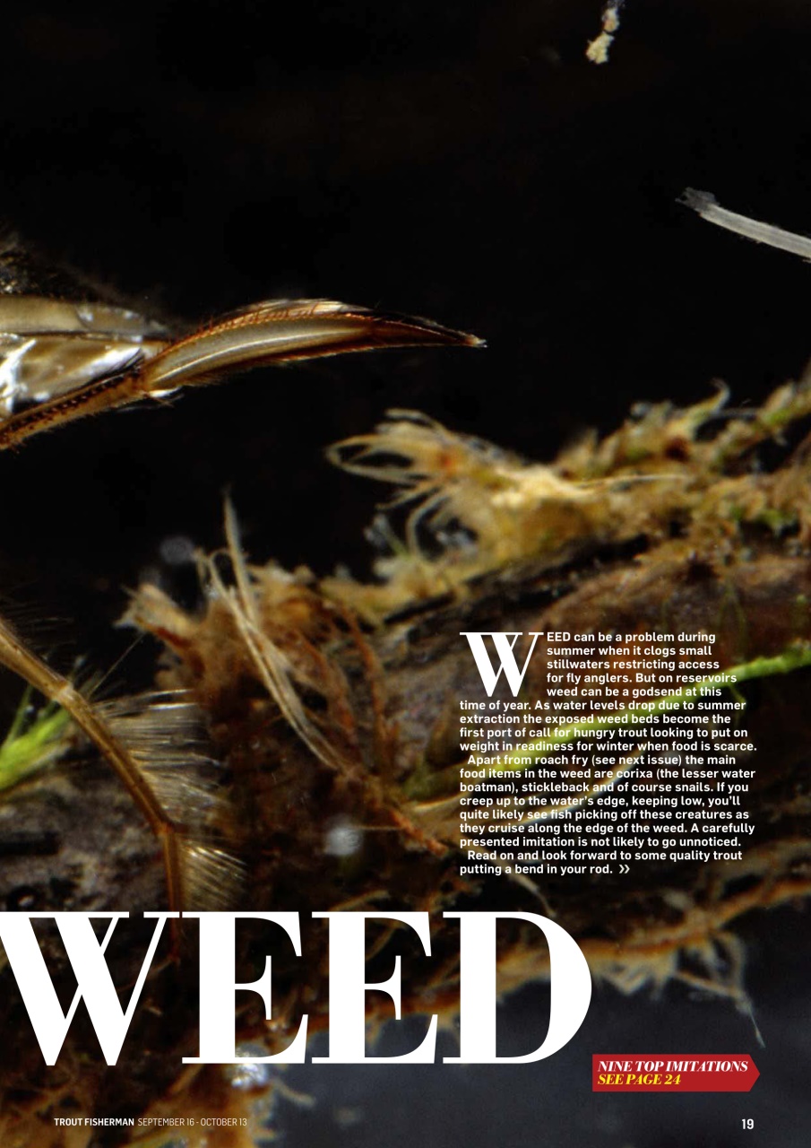 Trout Fisherman Preview Pages
