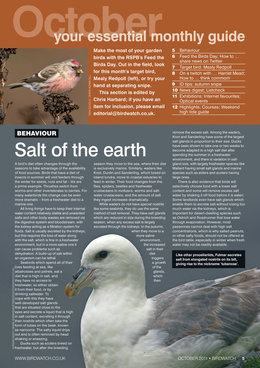 Birdwatch Magazine Preview Pages