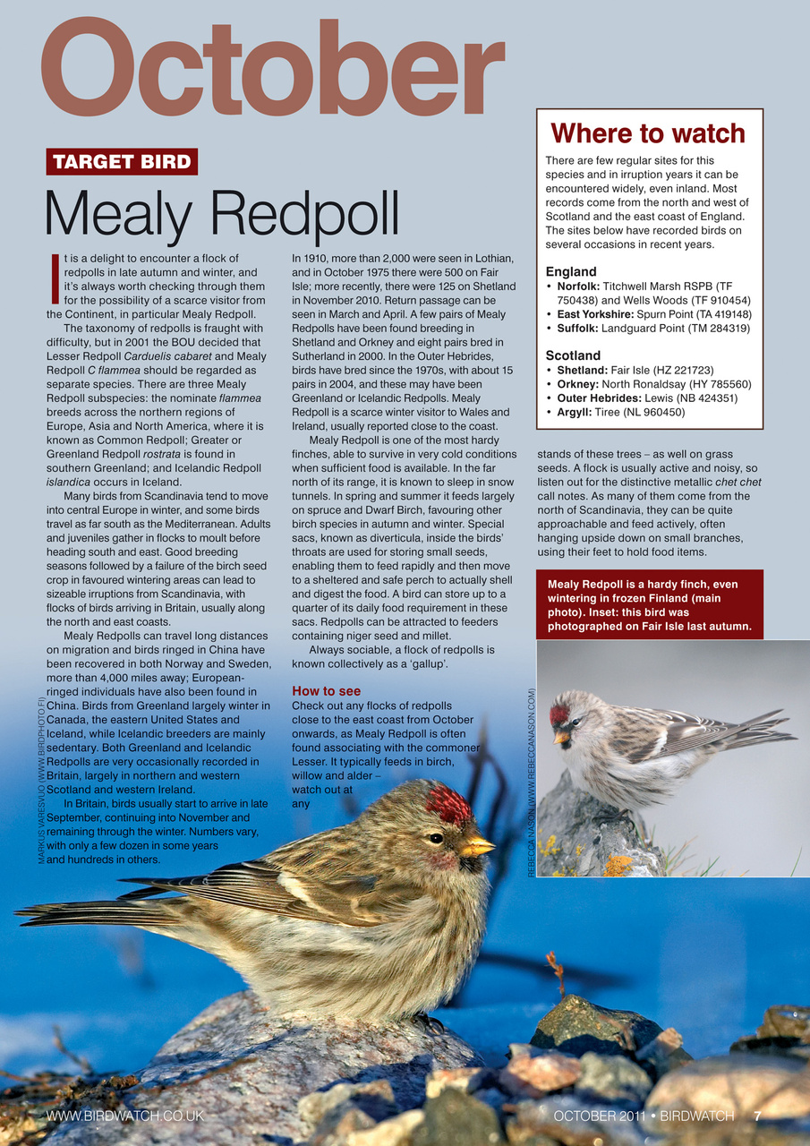 Birdwatch Magazine Preview Pages