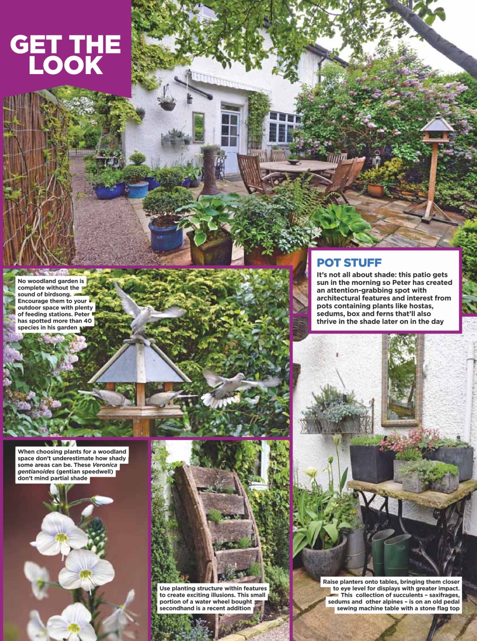 Amateur Gardening Preview Pages