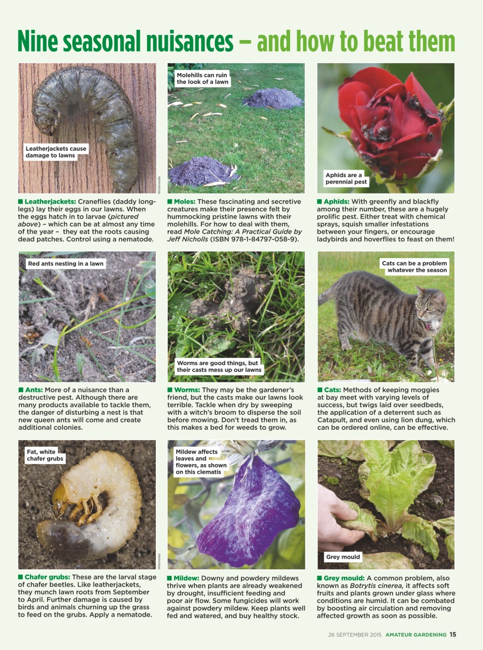 Amateur Gardening Preview Pages