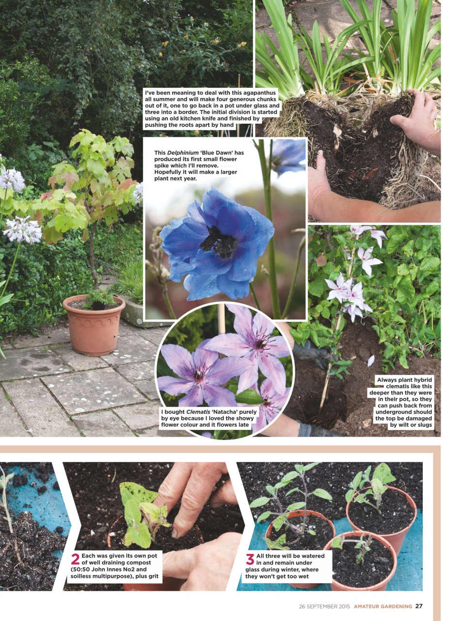 Amateur Gardening Preview Pages