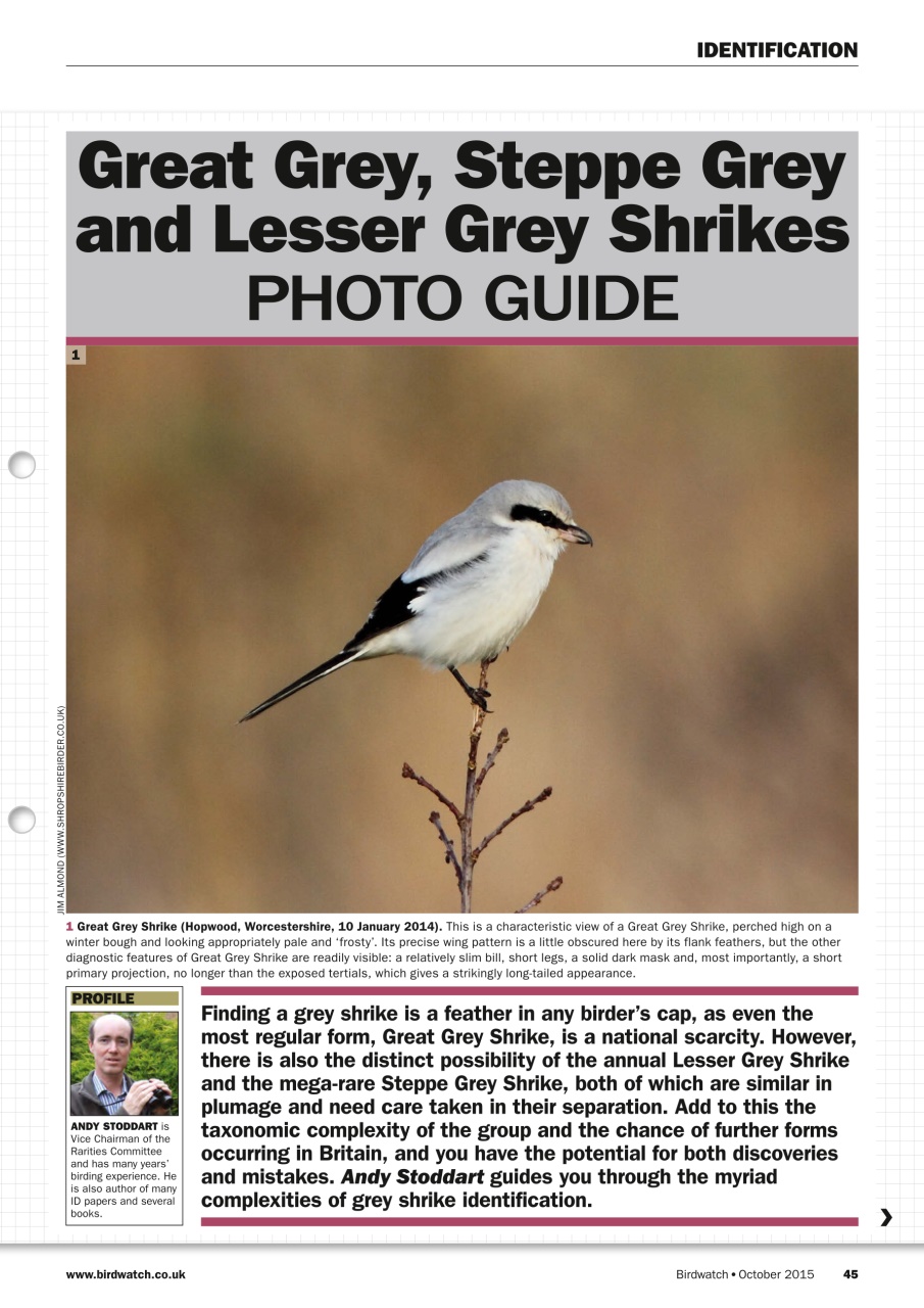 Birdwatch Magazine Preview Pages
