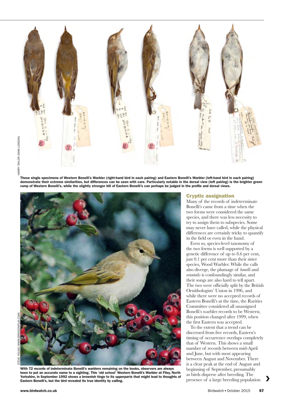 Birdwatch Magazine Preview Pages