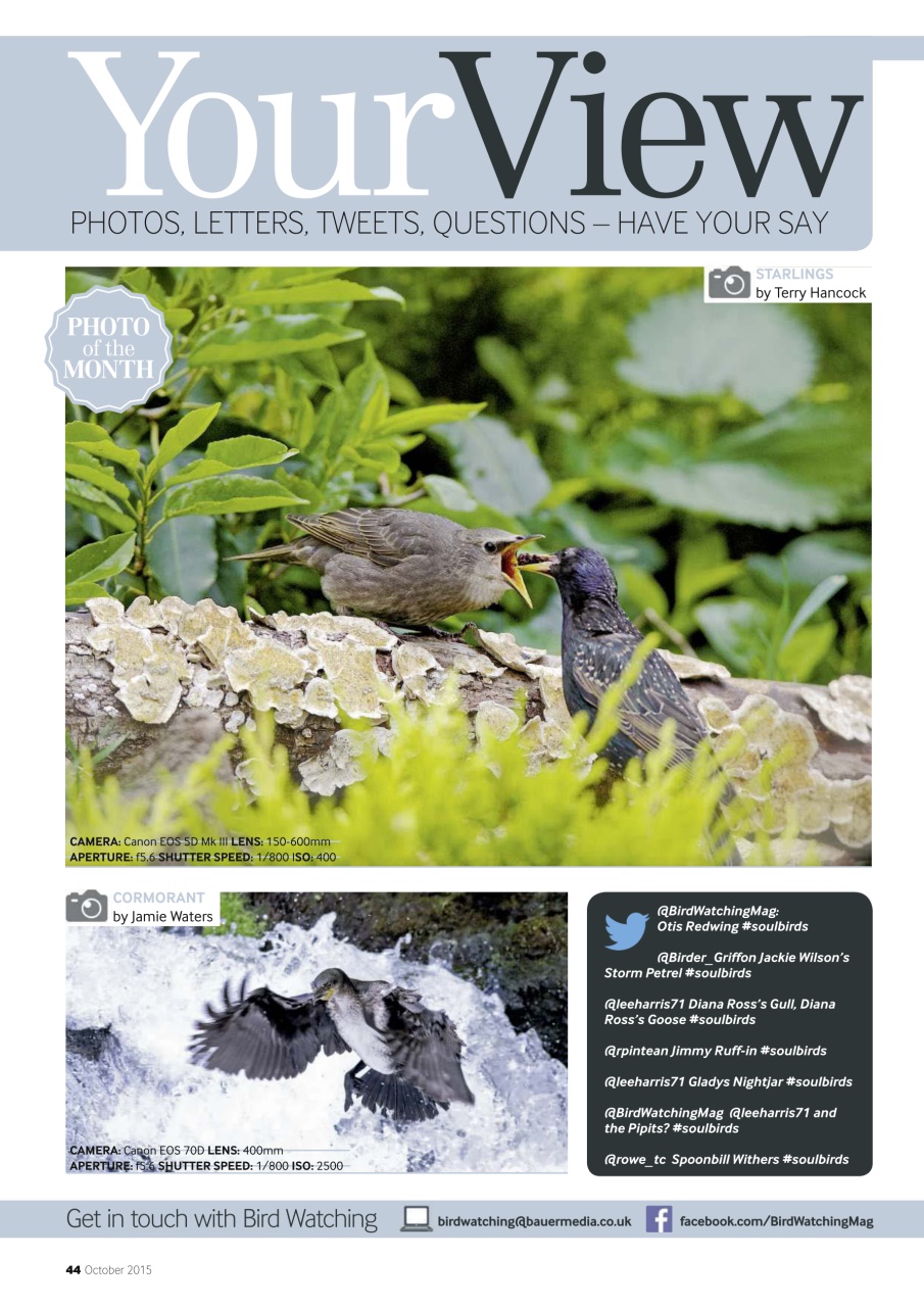 Bird Watching Preview Pages