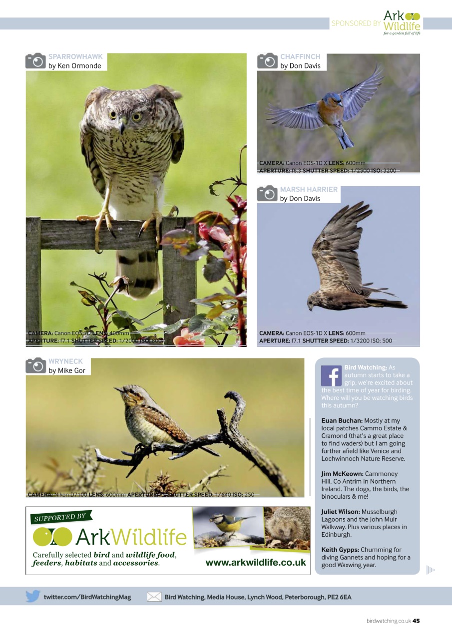 Bird Watching Preview Pages