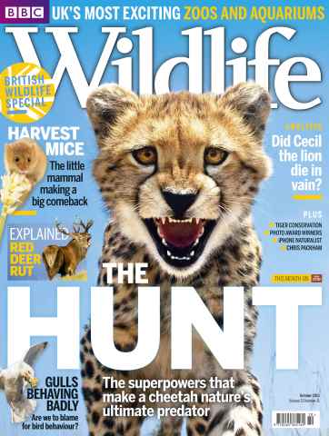 BBC Wildlife Magazine issue October 2015