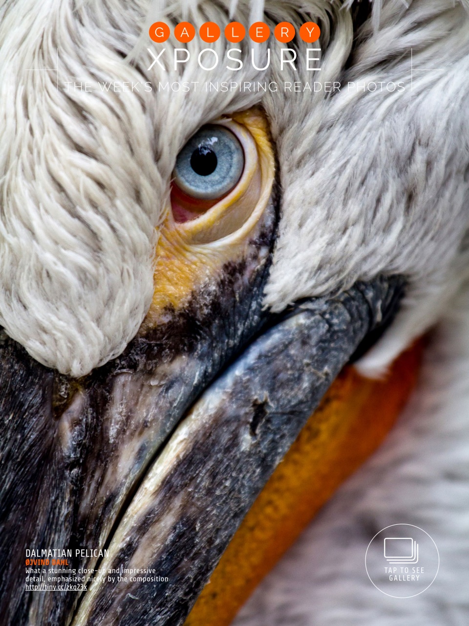 Photography Week Preview Pages